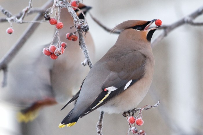 Birds and Berries: A Springtime Dessert