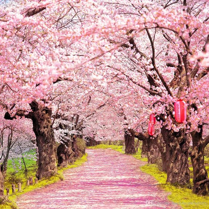 Blossom cherry zealand