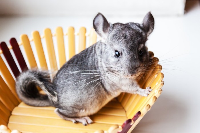 Chinchilla on a wheel