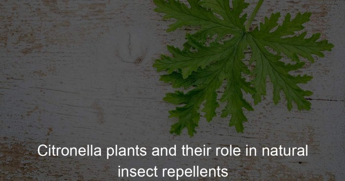 The role of citronella in natural repellents