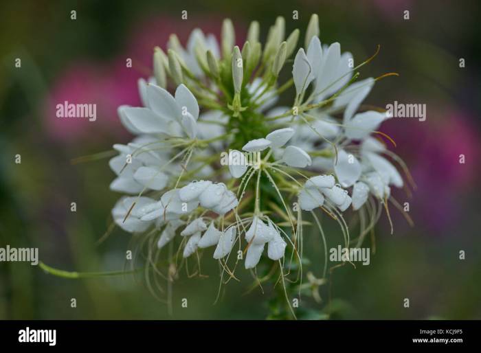 Cleome serrulata rocky mountain beeplant