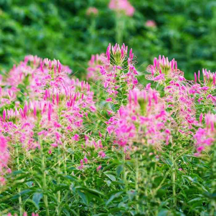 Rocky cleome serrulata prairiemoon