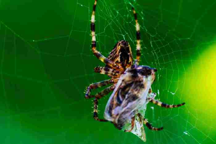 Spider spiders natural eating predators bird control johann schumacher getty nature