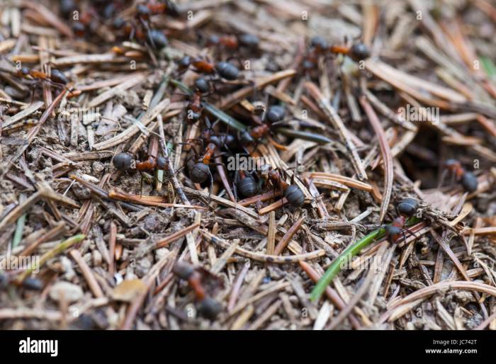 Birds and Ants: A Springtime Colony