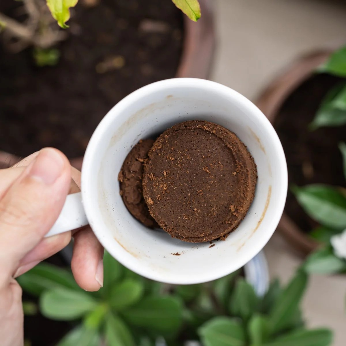 The effectiveness of coffee grounds as a repellent