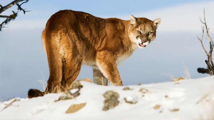 Lion encounter cpw teller russell kevin