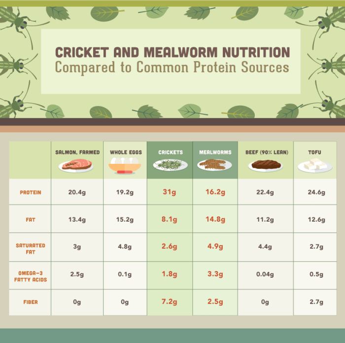 Insects edible protein crickets insect nutrition mealworm eating plants nutritional cricket food meat survival bearded dragon other chicken information people