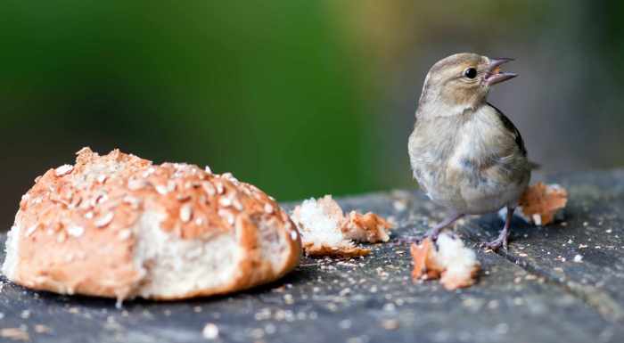 Crumbs breadcrumbs way right use idevie hansel bread gretel tale associations fairy bring leaves help where they