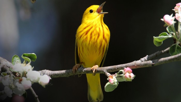 Spring morning bird beautiful sounds