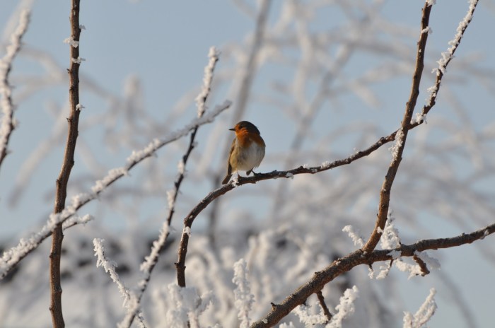 Birds and Frost: A Springtime Awakening