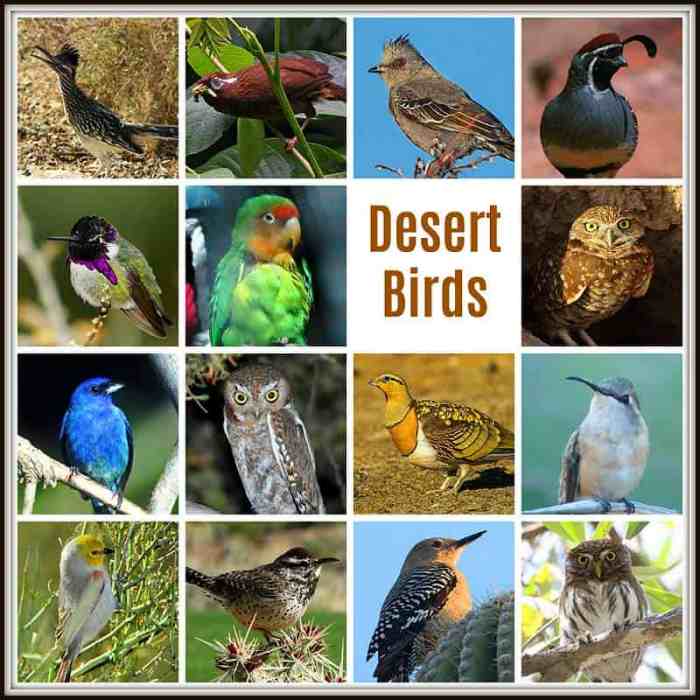 Birds of the Desert: Springtime in the Arid Lands