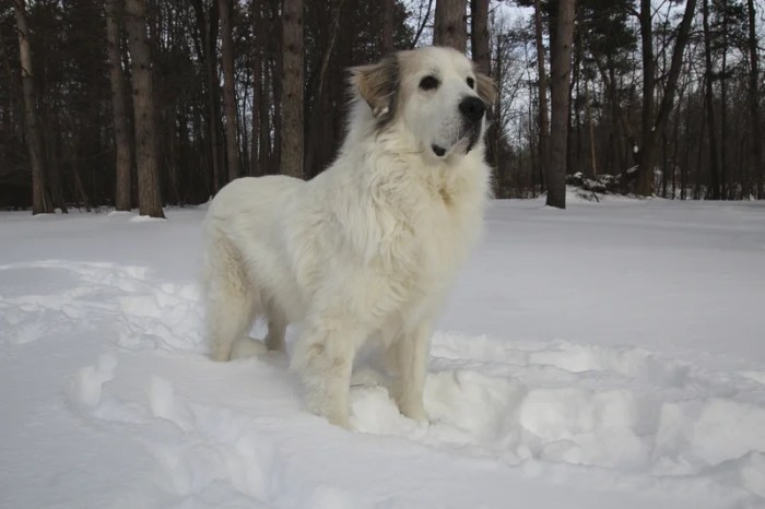 Mix pyrenees great collie bernese mountain dog border dogs puppies lab puppy english choose board farm retriever setter