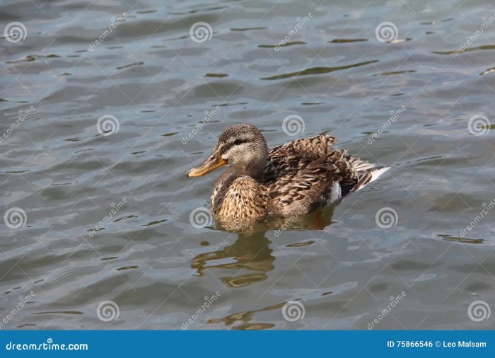 Ducks anatre aereo rete acqua neil joondalup hawkins fiume canards canard colvert jacobson umide natation femme pixnio fauna mallard rivière