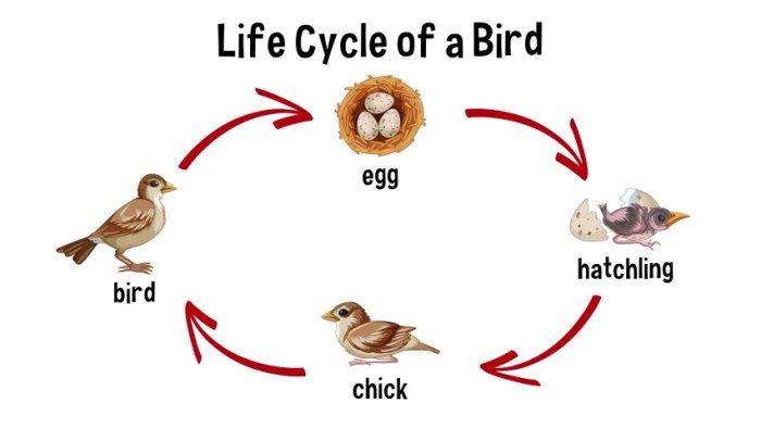 Birds and the Cycle of Life: Spring as a New Beginning