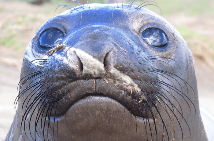 Door shower seal