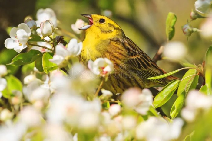 Birds and the Music of Spring