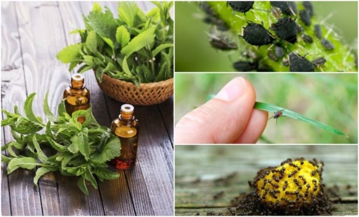 Essential oils and their bug-repelling properties