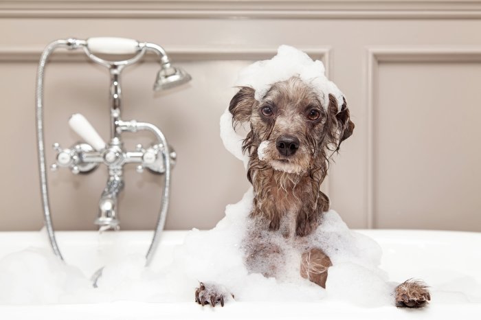 The use of essential oils in pet shampoo for bug control