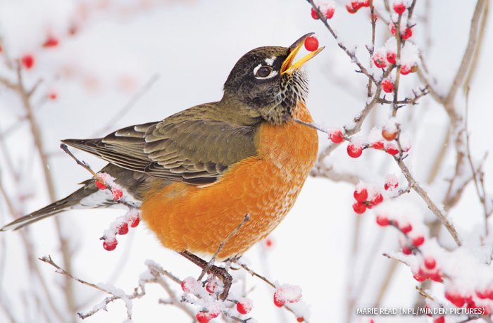 Berries birdnote