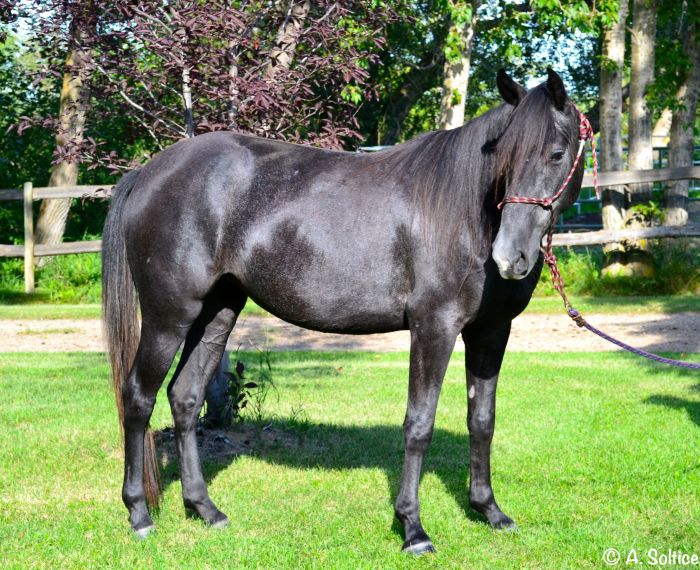 Saddle rocky registered filly montañas rocosas equino