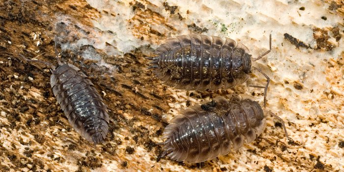 The effectiveness of natural repellents for woodlice