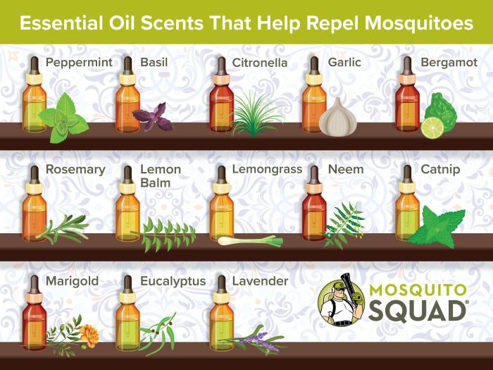 Essential oils bugs repel recipes bug spray diy recipe oil blends away keep diffuser naturally top repellent mosquito oneessentialcommunity bed