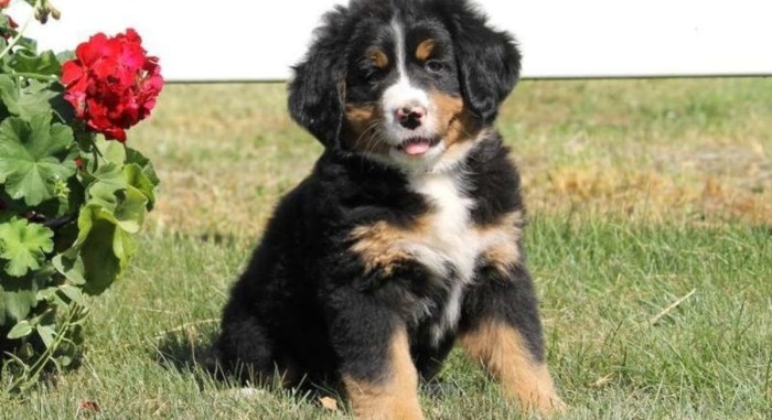 Bernese mountain dog for adoption