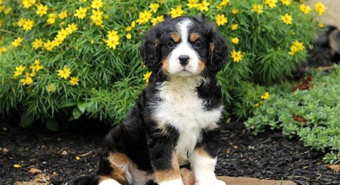 Bernese mountain dog puppies