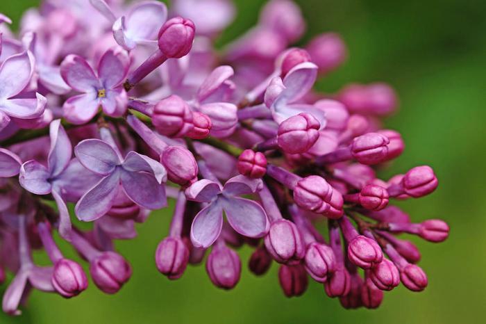 Lilac lilacs bushes