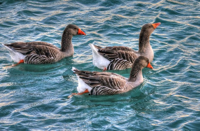 Birds and Swimming: A Springtime Dip