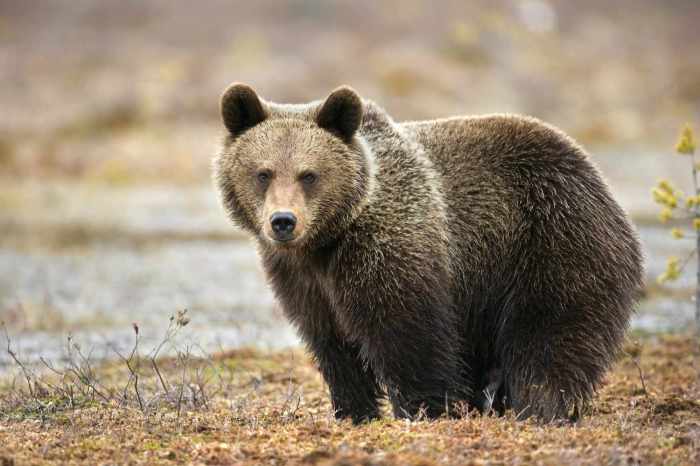 Bear mountain pellet