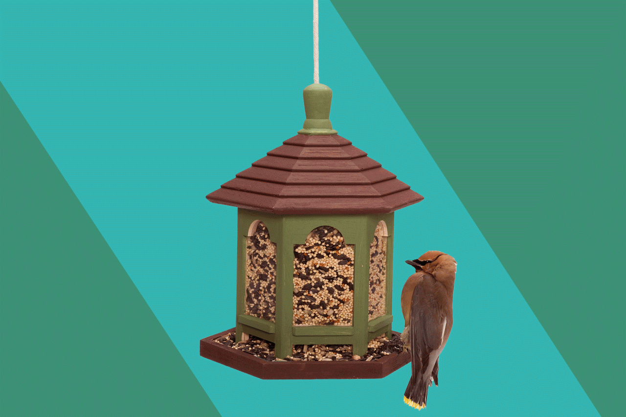 Bird Feeder Filling: Nourishing Birds in Spring