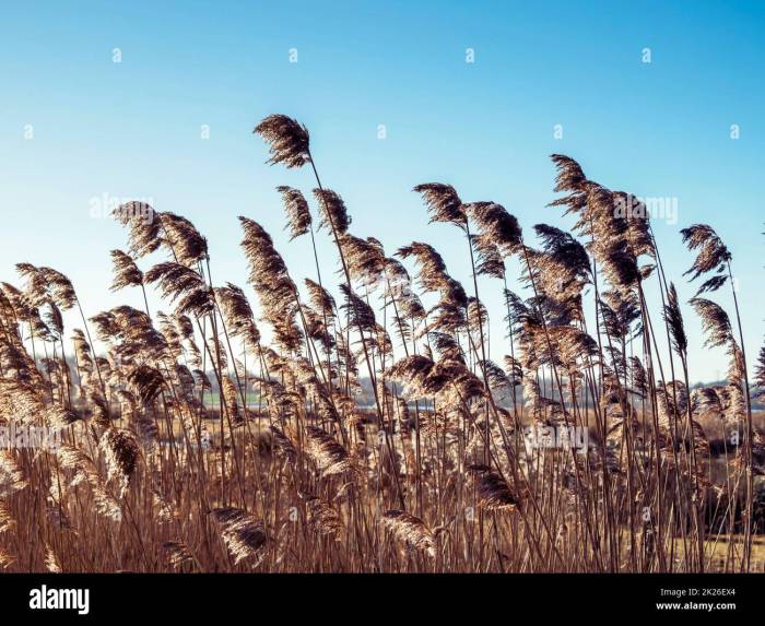 Birds and Wind: A Springtime Breeze