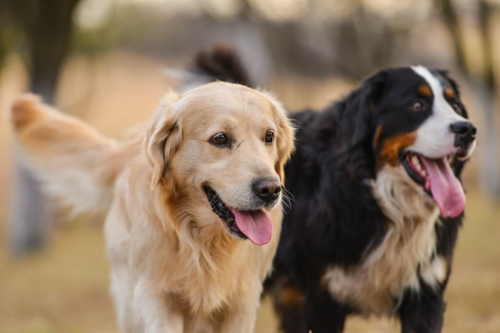 Golden mountain dog puppies