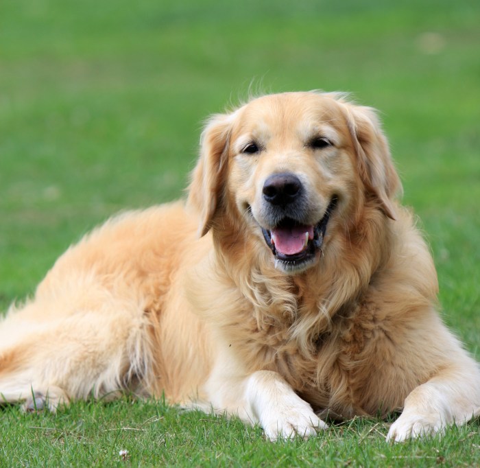 Golden mountain dog