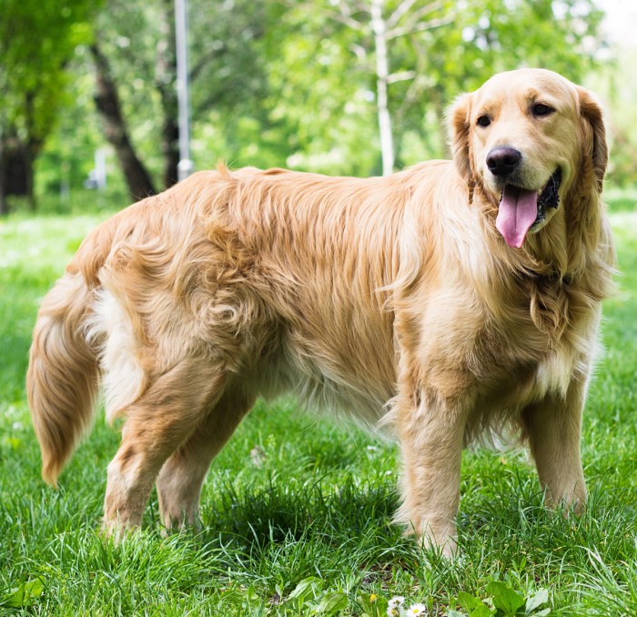 Golden mountain dog