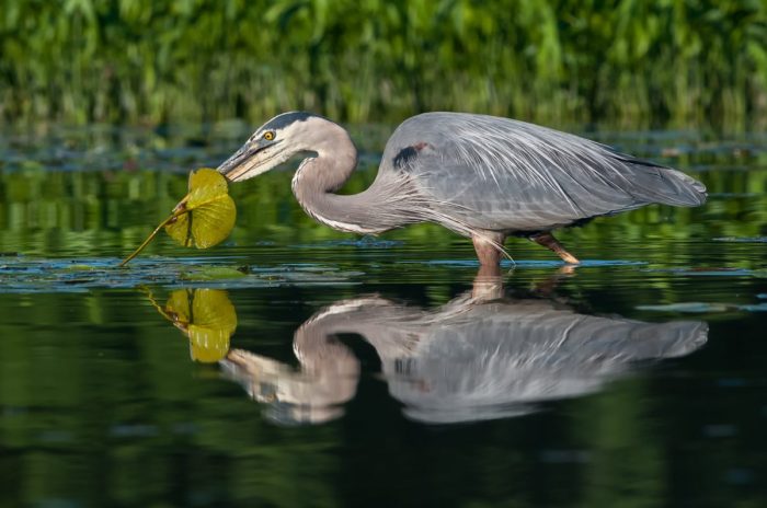 Birds of the Wetlands: Springtime by the Water