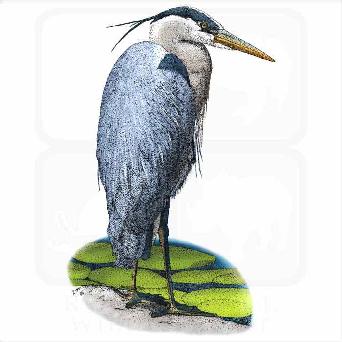 Heron blue great file wikipedia bird herron animal wiki commons description