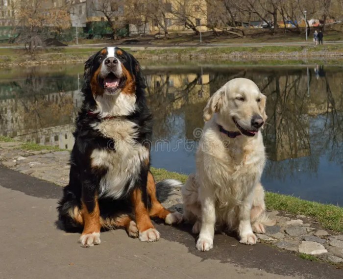 Bernese retriever