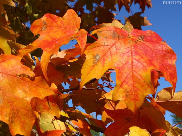 Maple sugar trees fall tree canada state mature colour height maples mountain green specimen foliage red large acer orange york