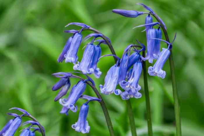 Birds and Bluebells: A Springtime Delicacy