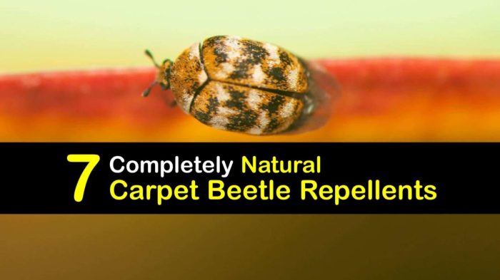 The effectiveness of natural repellents for carpet beetles