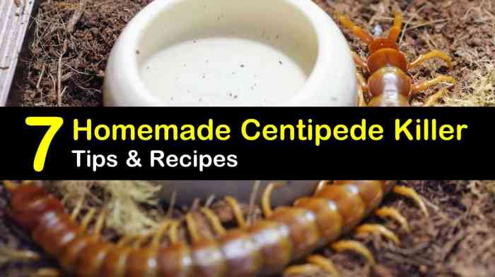 Centipede repellent centipedes control oil pest essential oils management choose board household