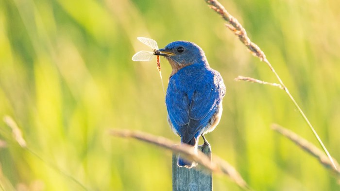 Bird Conservation for Sustainable Living: A Springtime Responsibility