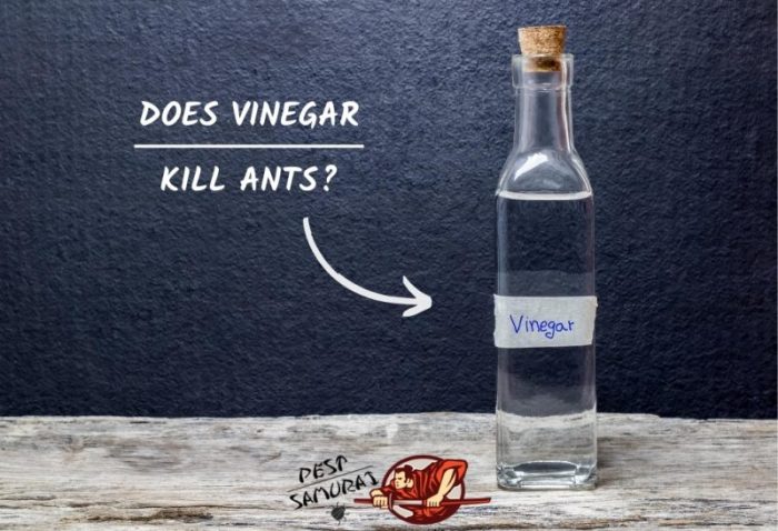 Vinegar ants