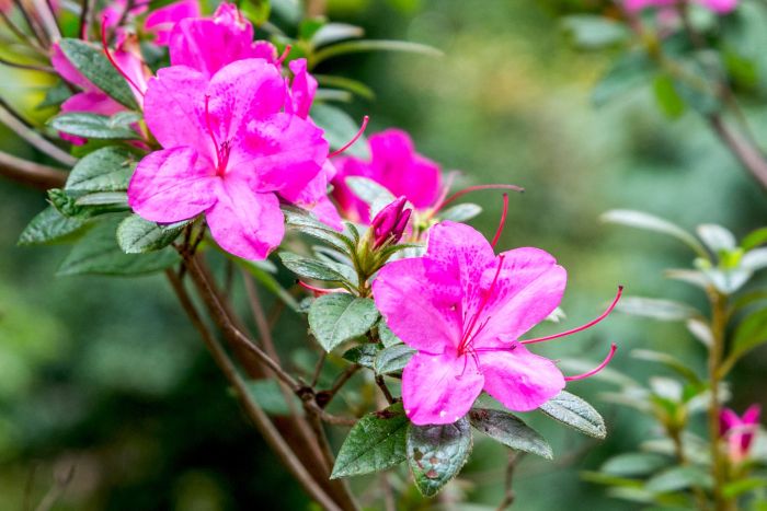 Birds and Azaleas: A Springtime Color