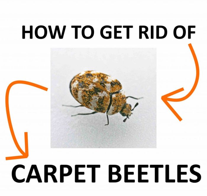 The effectiveness of natural repellents for carpet beetles