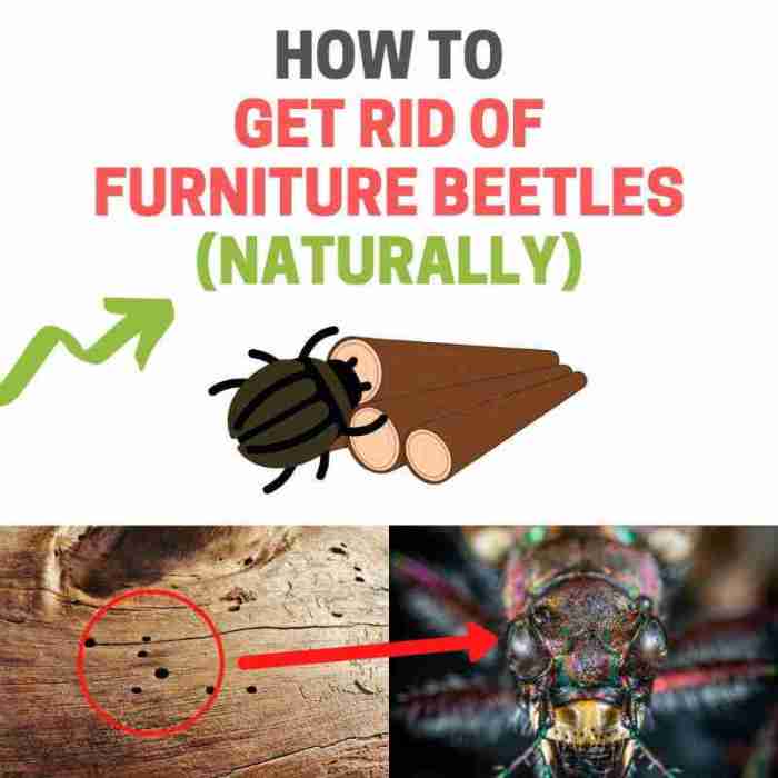 The effectiveness of natural repellents for furniture beetles