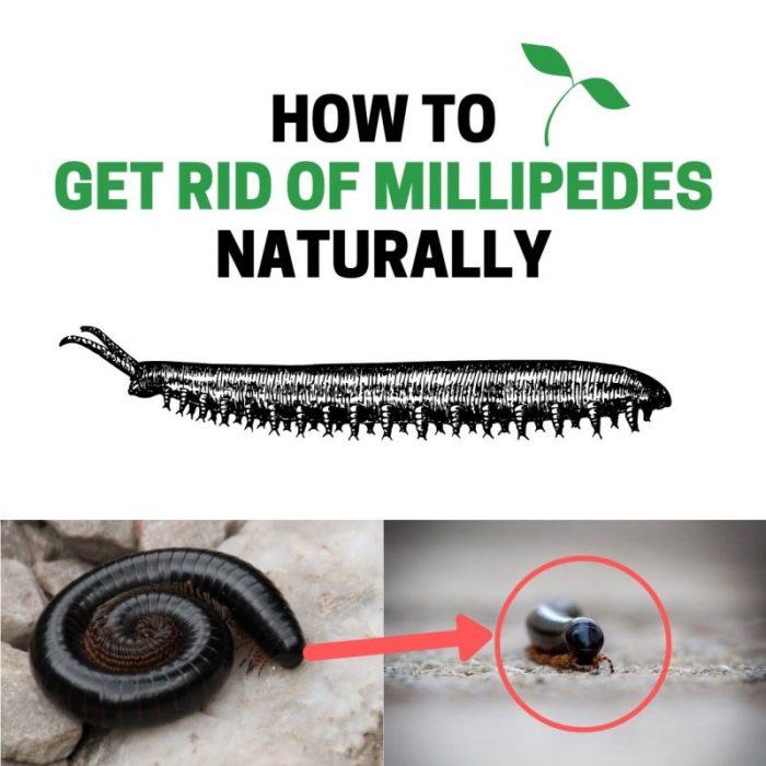 The effectiveness of natural repellents for millipedes