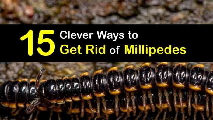 Millipedes rid get remedies simple do